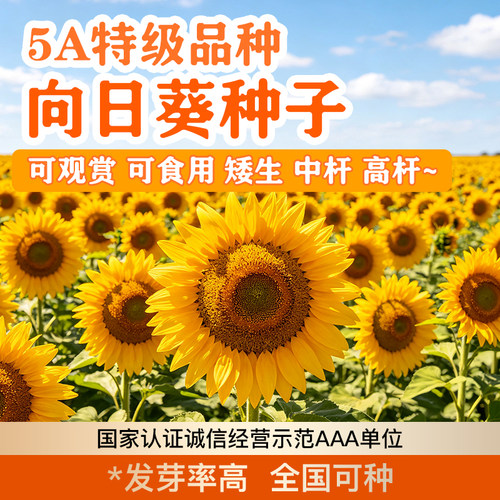 向日葵花种四季全国好种7天发芽