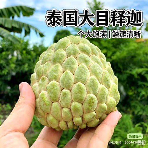 顺丰JD包邮泰国大目释迦香甜软糯