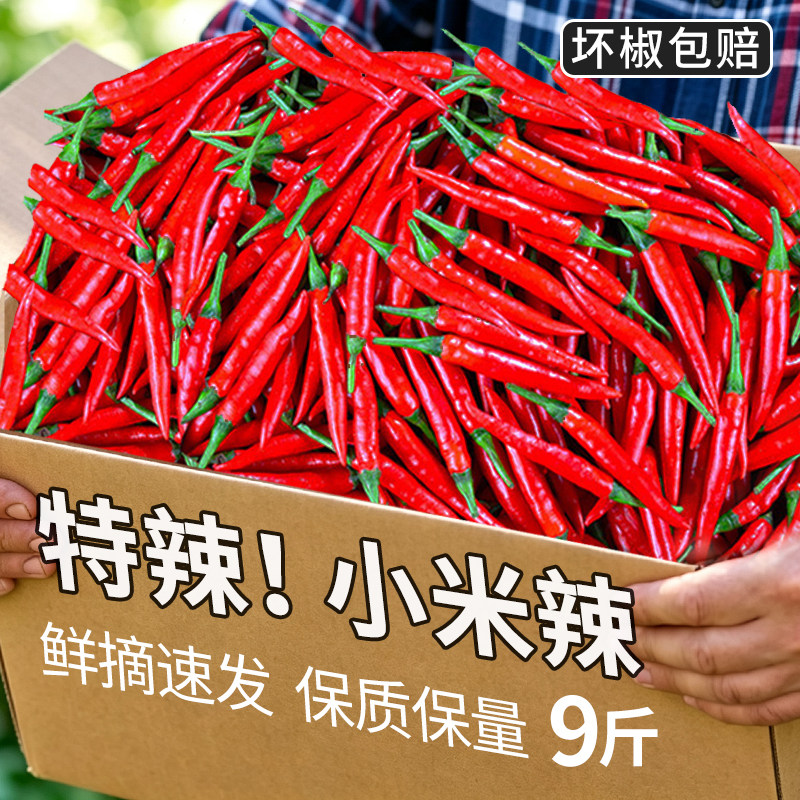 小米辣椒新鲜批发特辣朝天小米椒