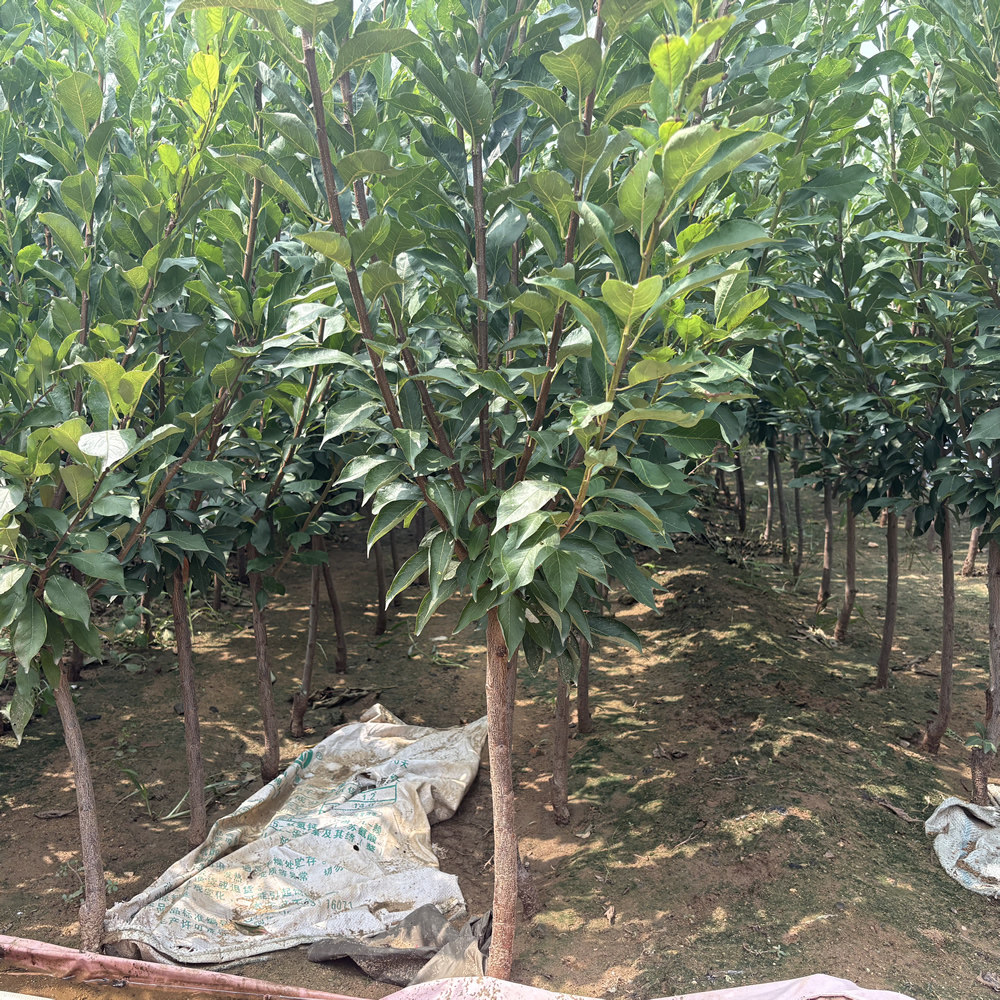 嫁接李子树苗蜂糖李青脆李黄金奈李西梅南北方种植盆栽地栽果树苗