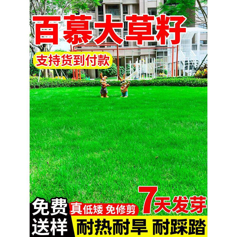 矮生百慕大草种籽四季常青耐践踏工程绿化草坪种子足球场草皮草籽