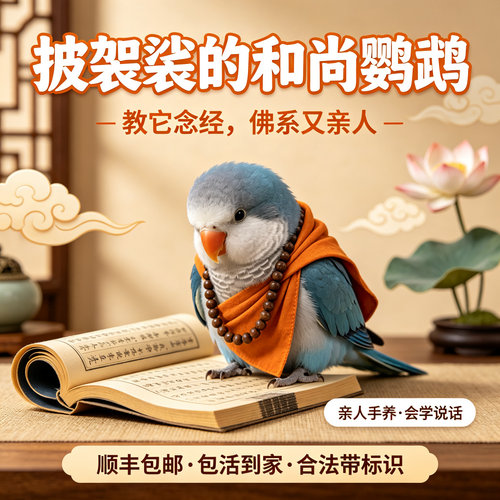 【国庆活动】和尚鹦鹉活体手养蓝绿和尚会学说话亲人粘人带标识