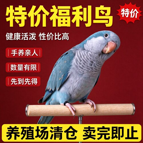 【瑕疵】蓝和尚鹦鹉活体手养蓝绿和尚会学说话亲人粘人合法标识卡