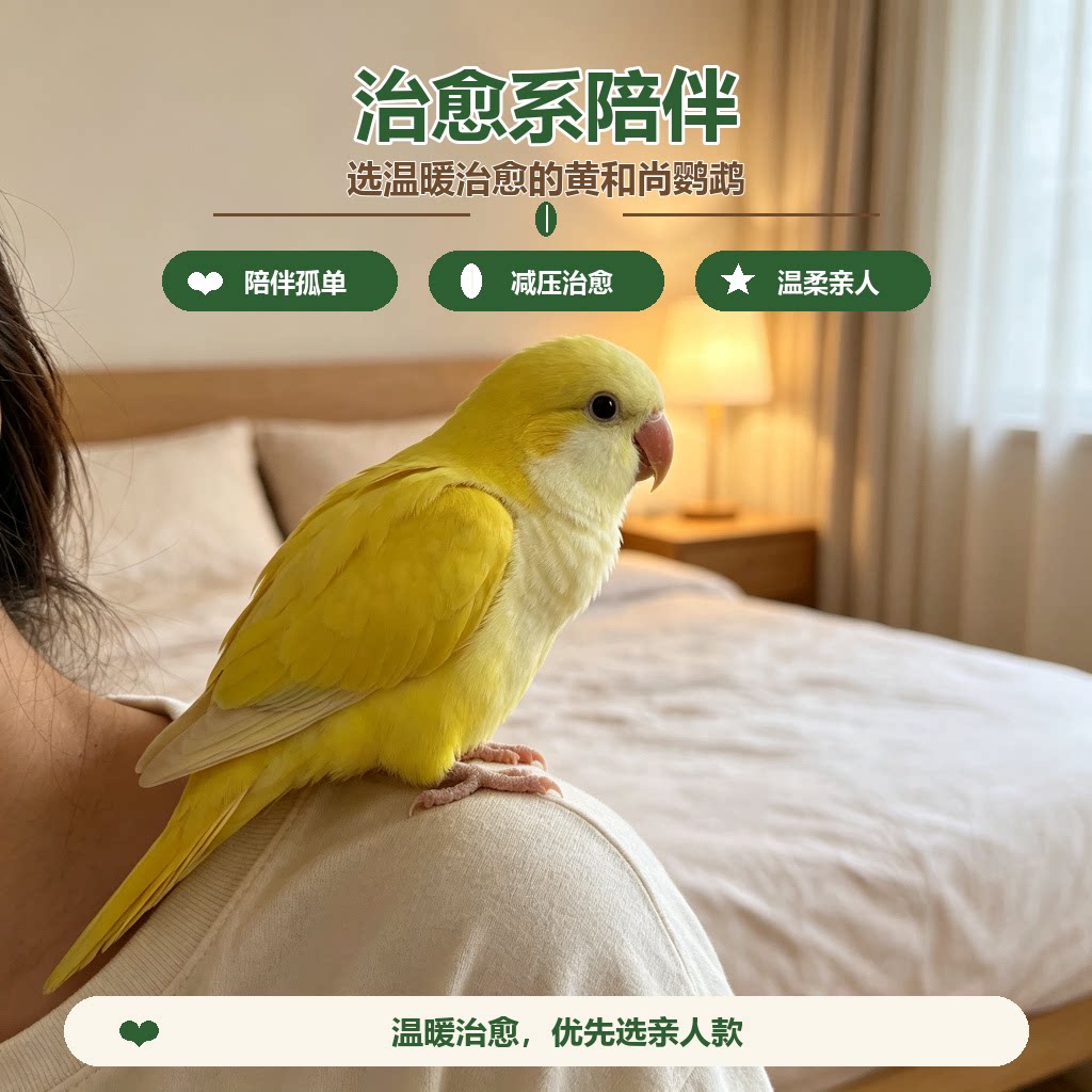 【一鸟一拍】黄和尚蓝和尚鹦鹉活特种养殖鸟类宠物