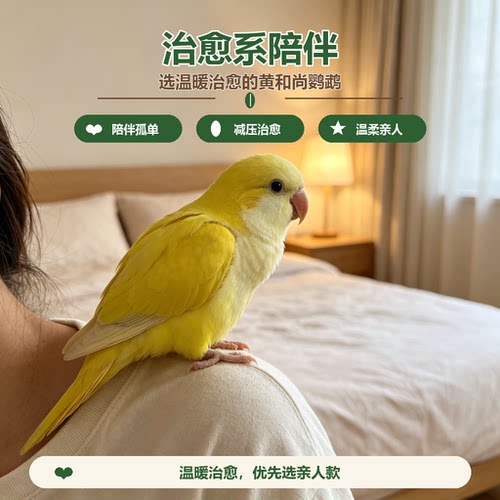 【一鸟一拍】黄和尚蓝和尚鹦鹉活体手养蓝绿和尚会学说话亲人粘人