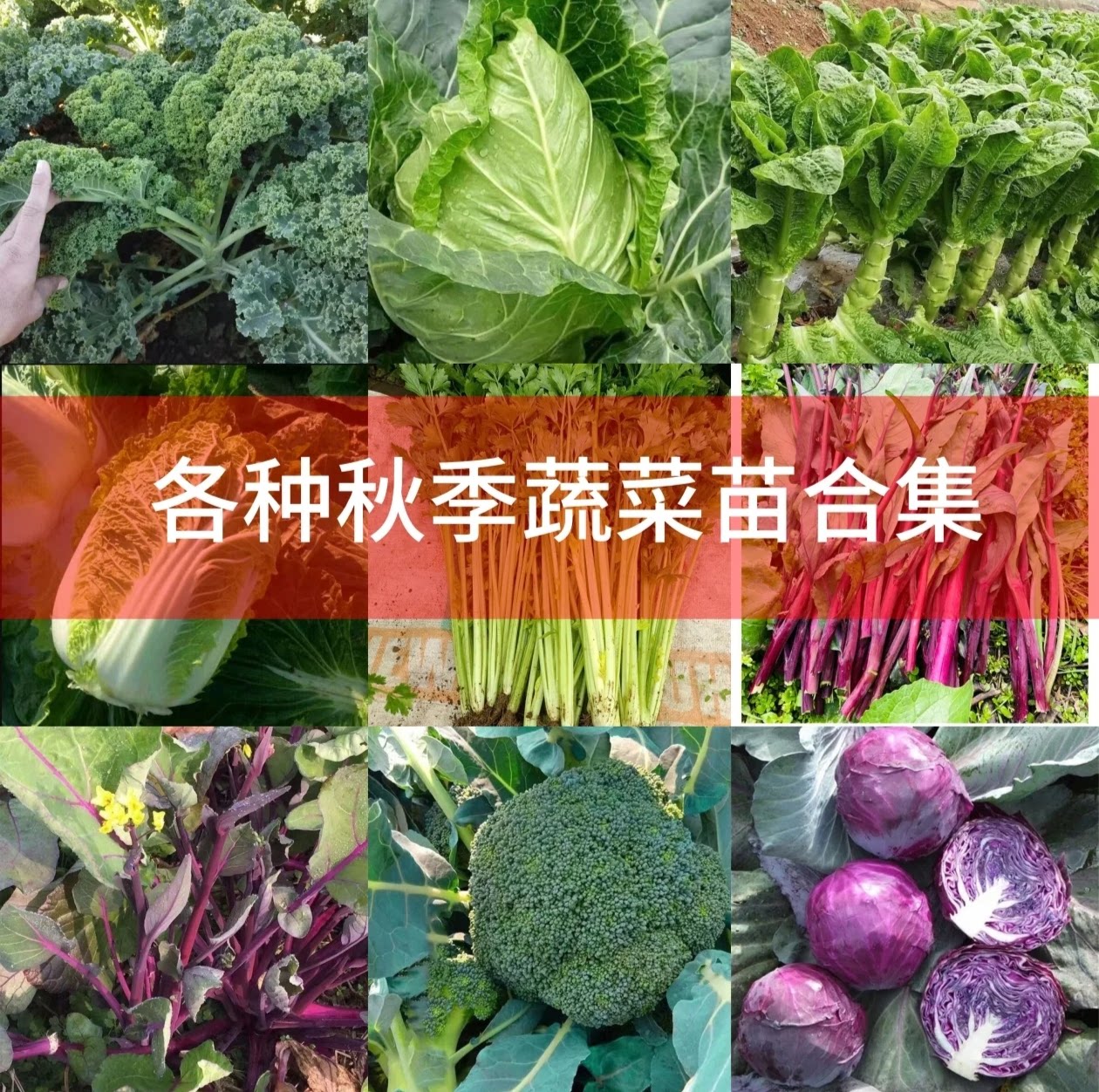 【各种蔬菜苗】红菜苔大白菜儿菜紫菜甘蓝系列秋冬耐寒易种种苗