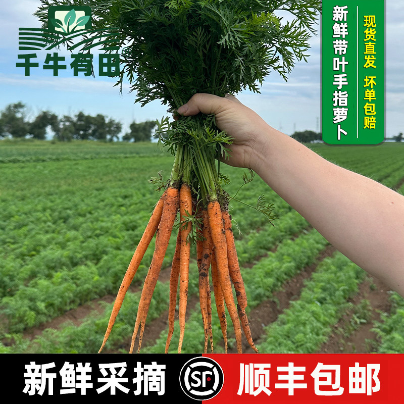 迷你手指萝卜西餐食材果蔬