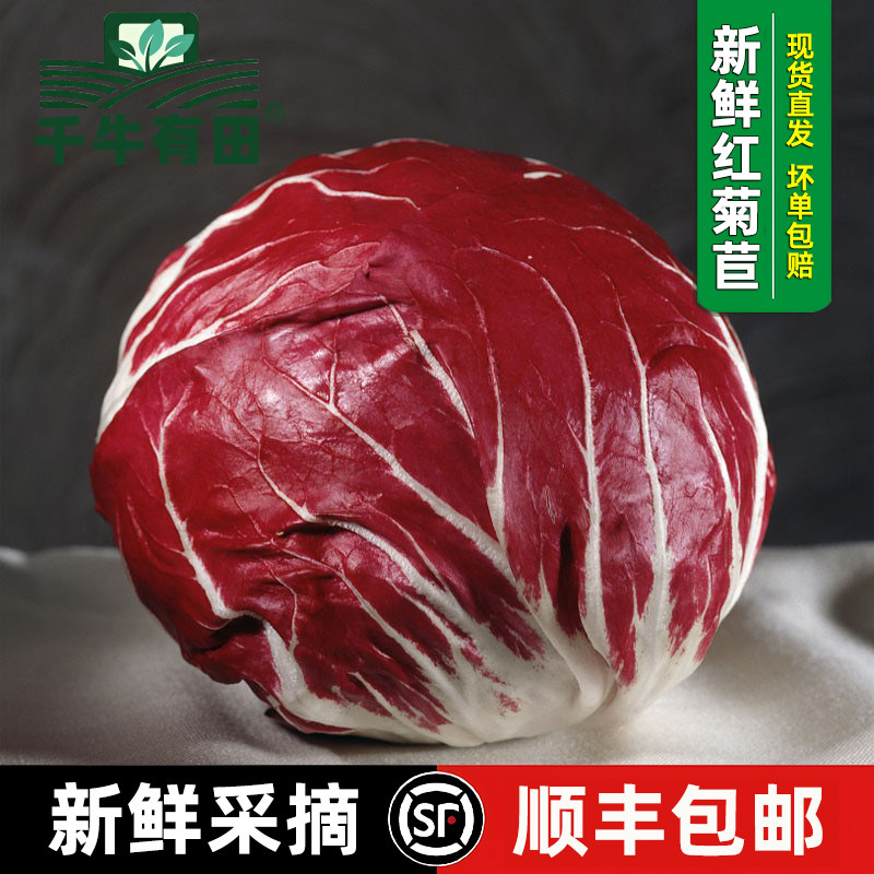 新鲜红菊苣红叶包菜落地球