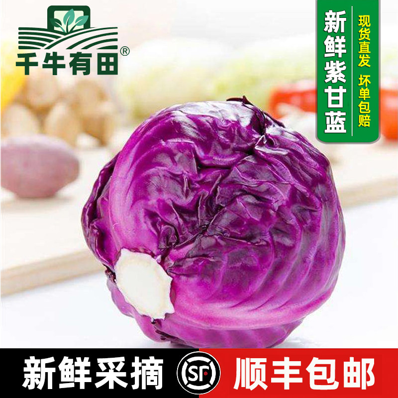 新鲜紫甘蓝轻食沙拉西餐配菜