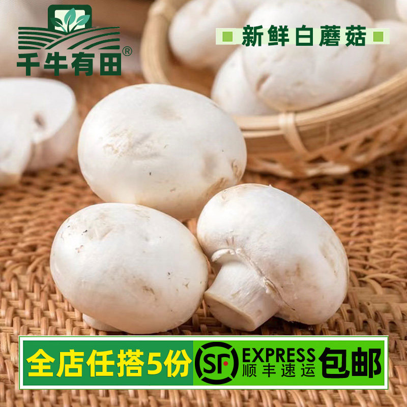 新鲜白蘑菇菌菇口菇 双孢菇