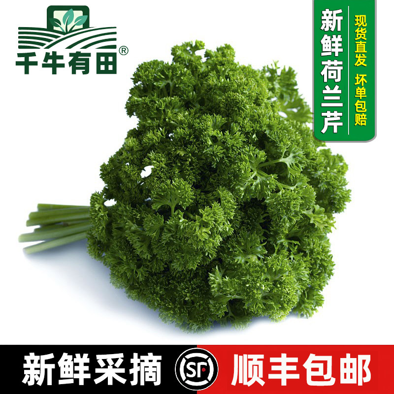 新鲜欧芹法香西餐摆盘装饰香草