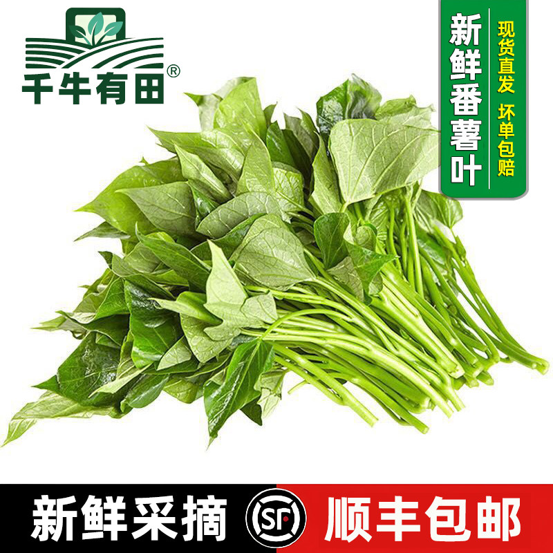 农家新鲜红薯叶苕尖地瓜嫩尖蔬菜