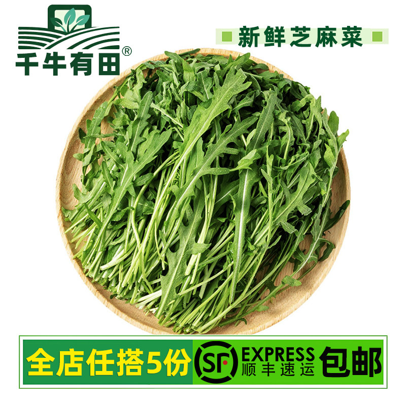 新鲜芝麻菜火箭菜沙拉套餐食材