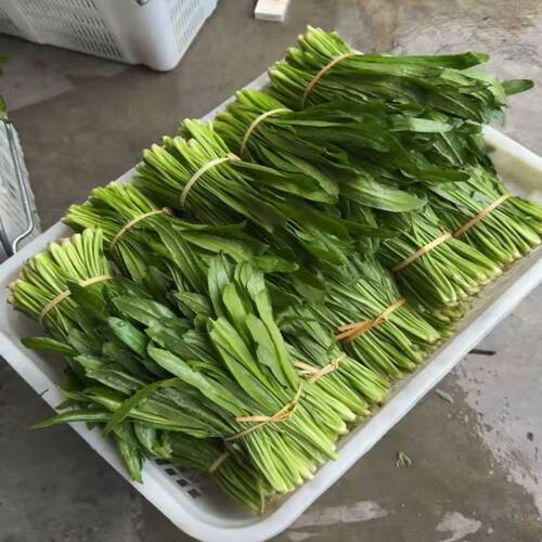 云南芒市新鲜刺芹1斤潮流