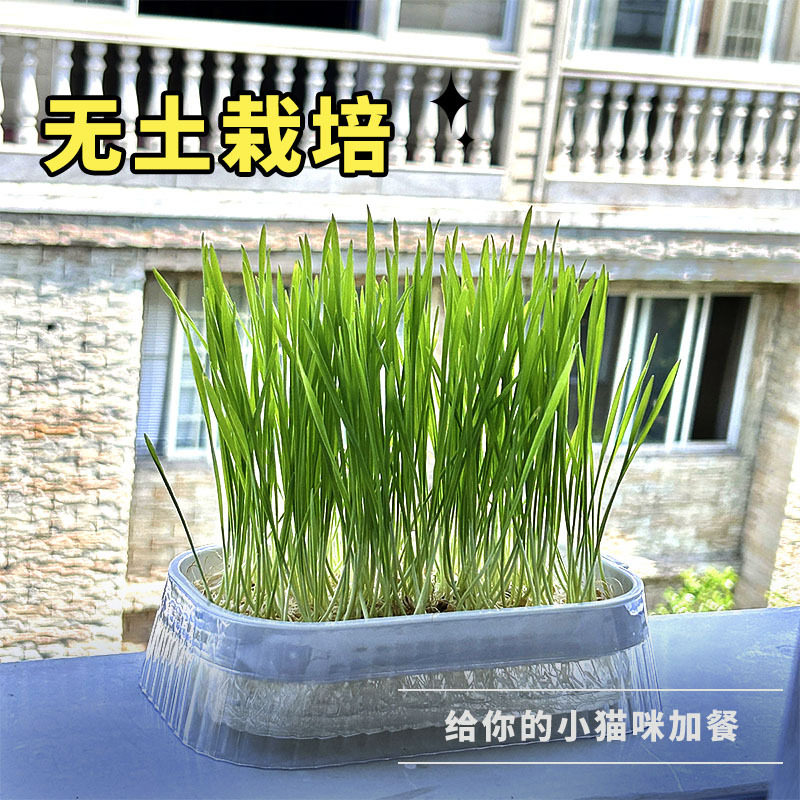 水培盒豆芽发芽盆水培盒无土栽培种植育苗盘蔬菜豌豆苗水培种植盒