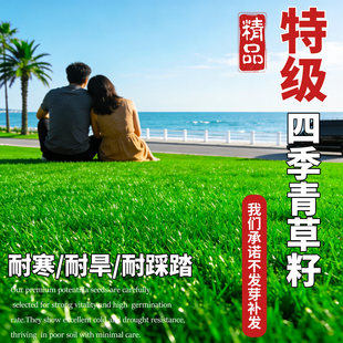 矮生四季青草籽护坡固土免修剪耐寒耐旱别墅公园工程绿化草坪种子