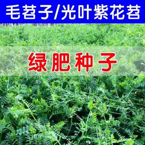光叶紫花苕种毛子牧草籽果