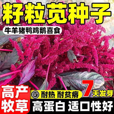 籽粒苋种子美国牧草黑千穗