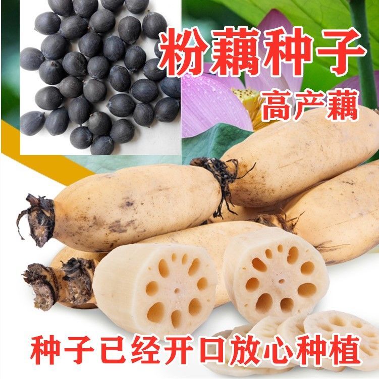 高产食用粉莲藕种子大型荷图片