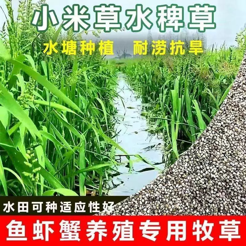 小米草种子四季高产牧籽畜图片