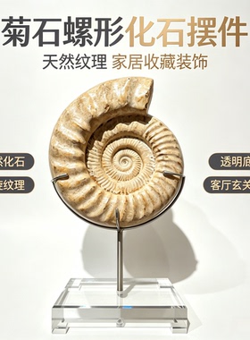 天然菊石螺形化石 带金属支架透明底座 家居轻奢软装收藏装饰