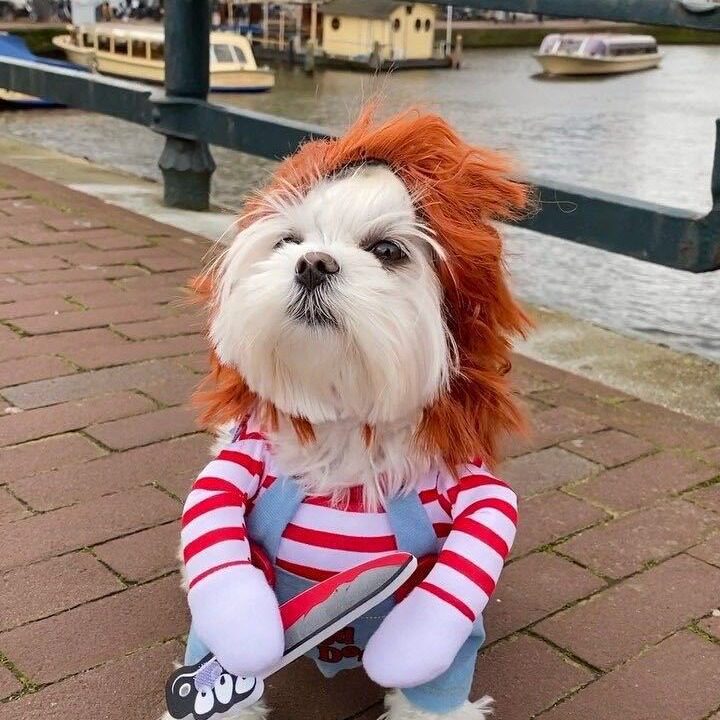 万圣节小中型犬狗狗猫变身装宠物衣服猫咪狗衣服用品