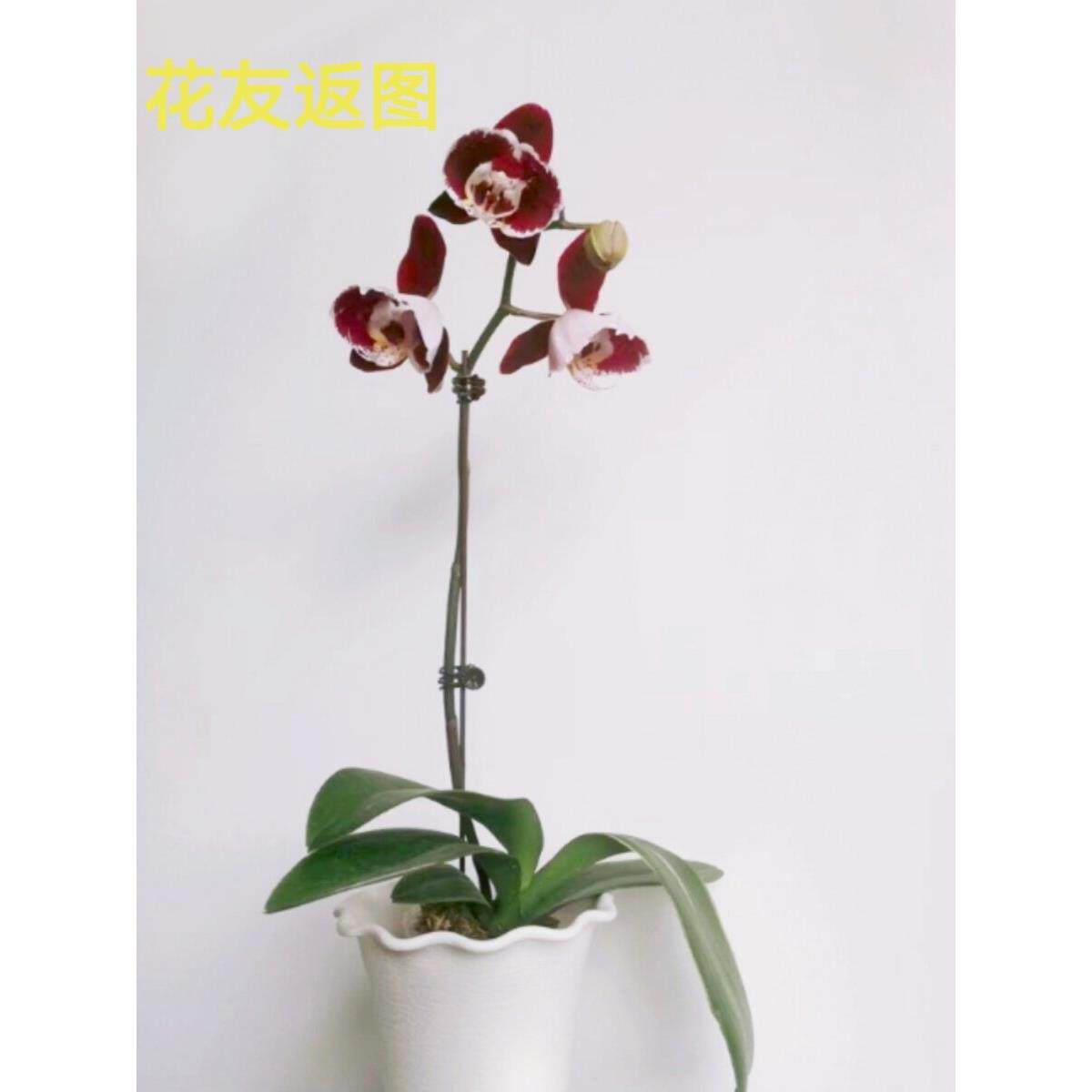 蝴蝶兰开花株带花苞盆栽花卉客厅阳台 室内植物 精品实惠基地直发