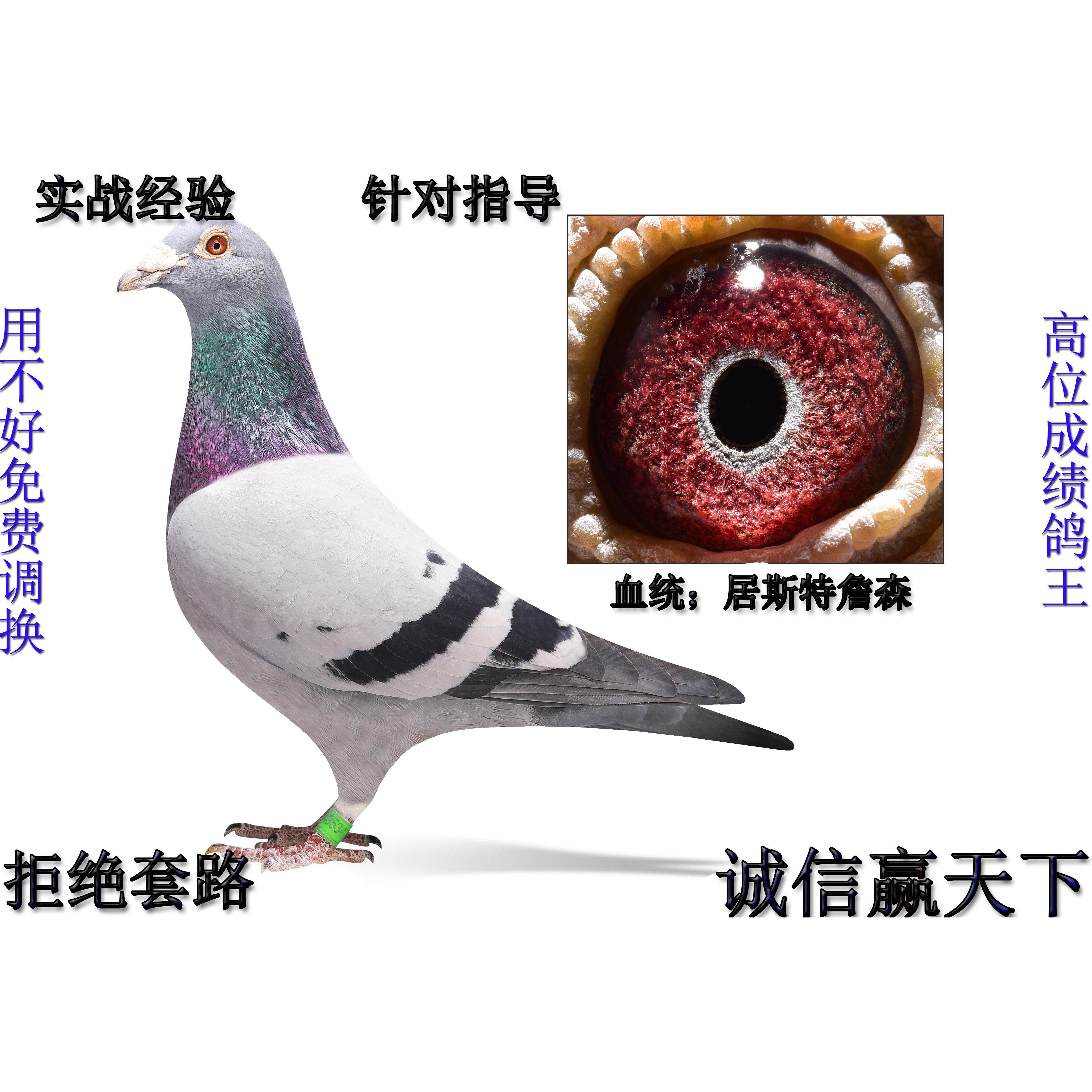 信鸽成绩鸽血统公棚特比环鸽王种鸽活体幼鸽青年天落鸟纯血桑杰士