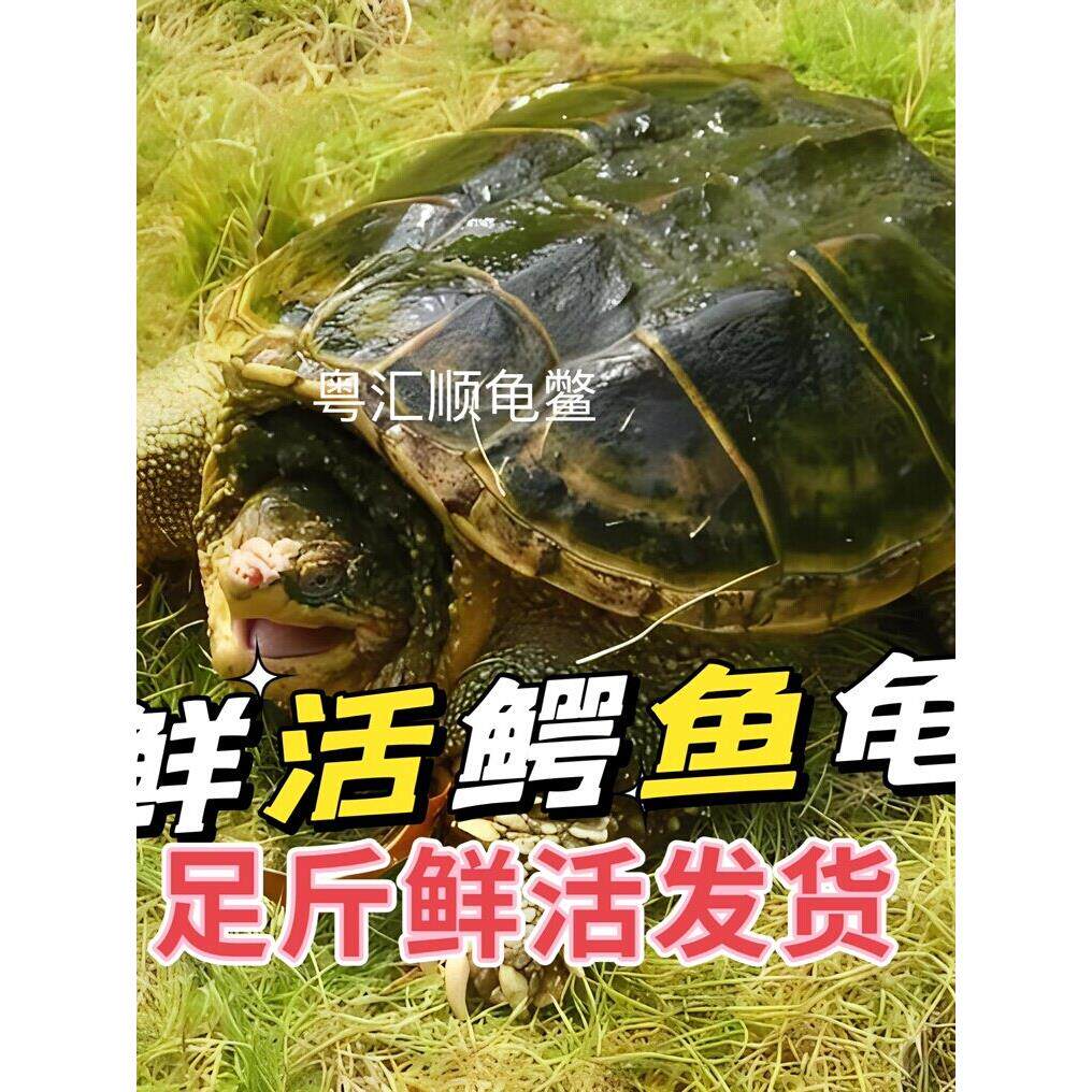 食用小鳄鱼龟北美杂佛鳄鱼龟宠物乌龟种龟特大型煲汤肉龟活体鳄龟