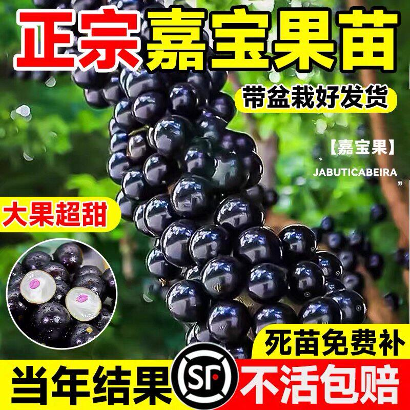 正宗嘉宝果树苗葡萄沙巴艾图片