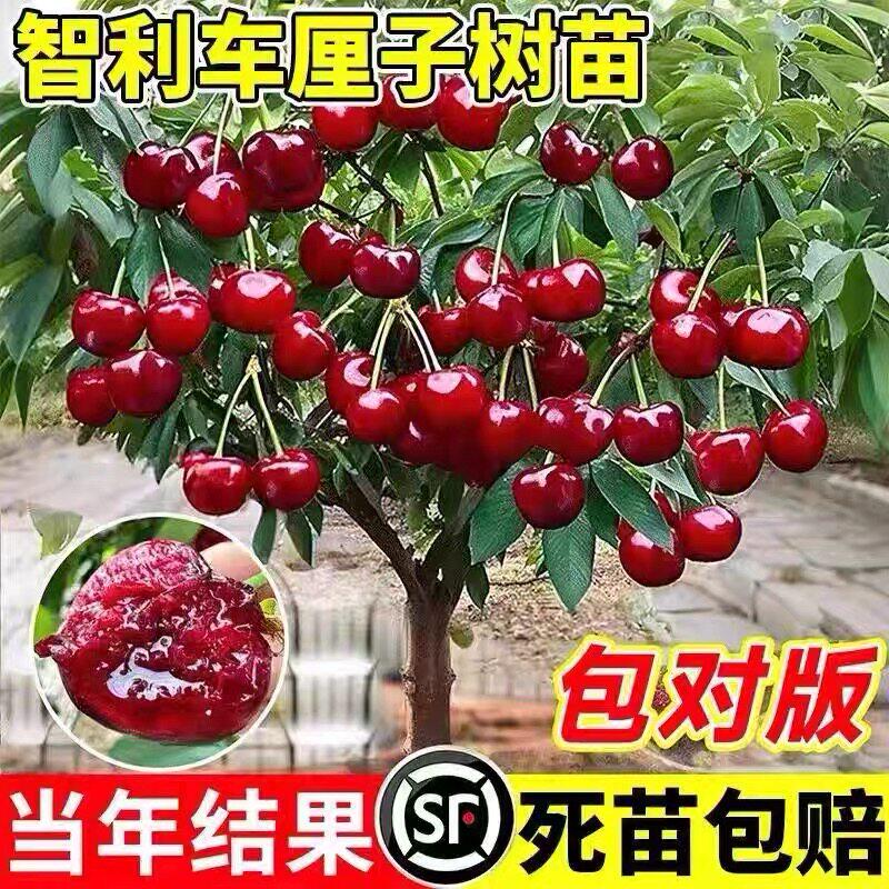正宗智利车厘子树苗樱桃南图片