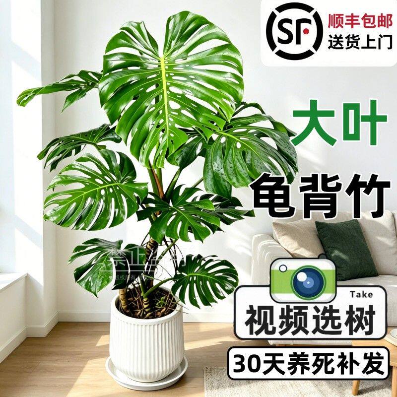 龟背竹客厅大盆栽办公室内客厅大叶开背老桩绿植物懒人好养四季青