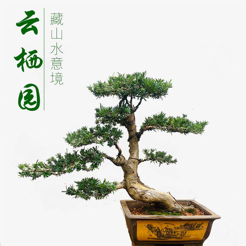 高端罗汉松盆景 珍珠红芽 雀舌 米叶罗汉松 客厅庭院盆景 云栖园