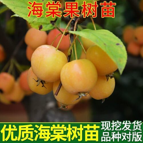 嫁接小苹果苗鸡心果树苗锦绣海棠盆栽南方北方种植地栽抗旱果树苗