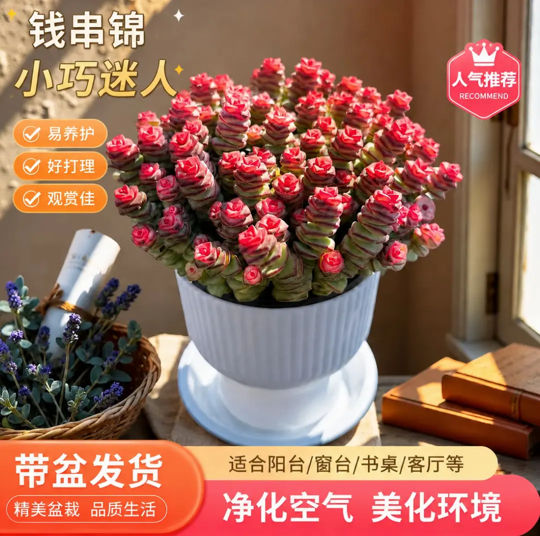 【下单立减50】易养金钱串办公桌室内阳台桌面绿植易活多肉网红HX
