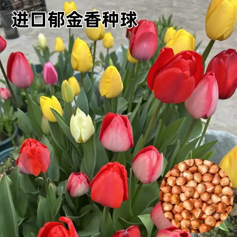 【下单立减50】水培郁金香种球土培室内外阳台种植花卉月季种球HX