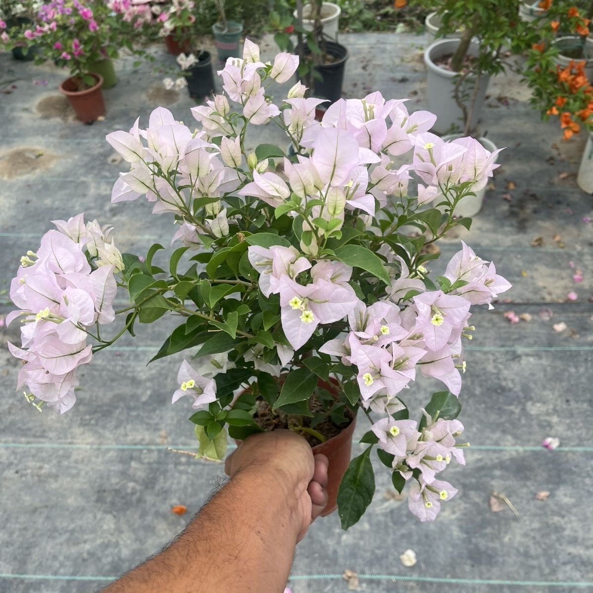 苹果花三角梅老桩爬藤飘枝带花发三角梅