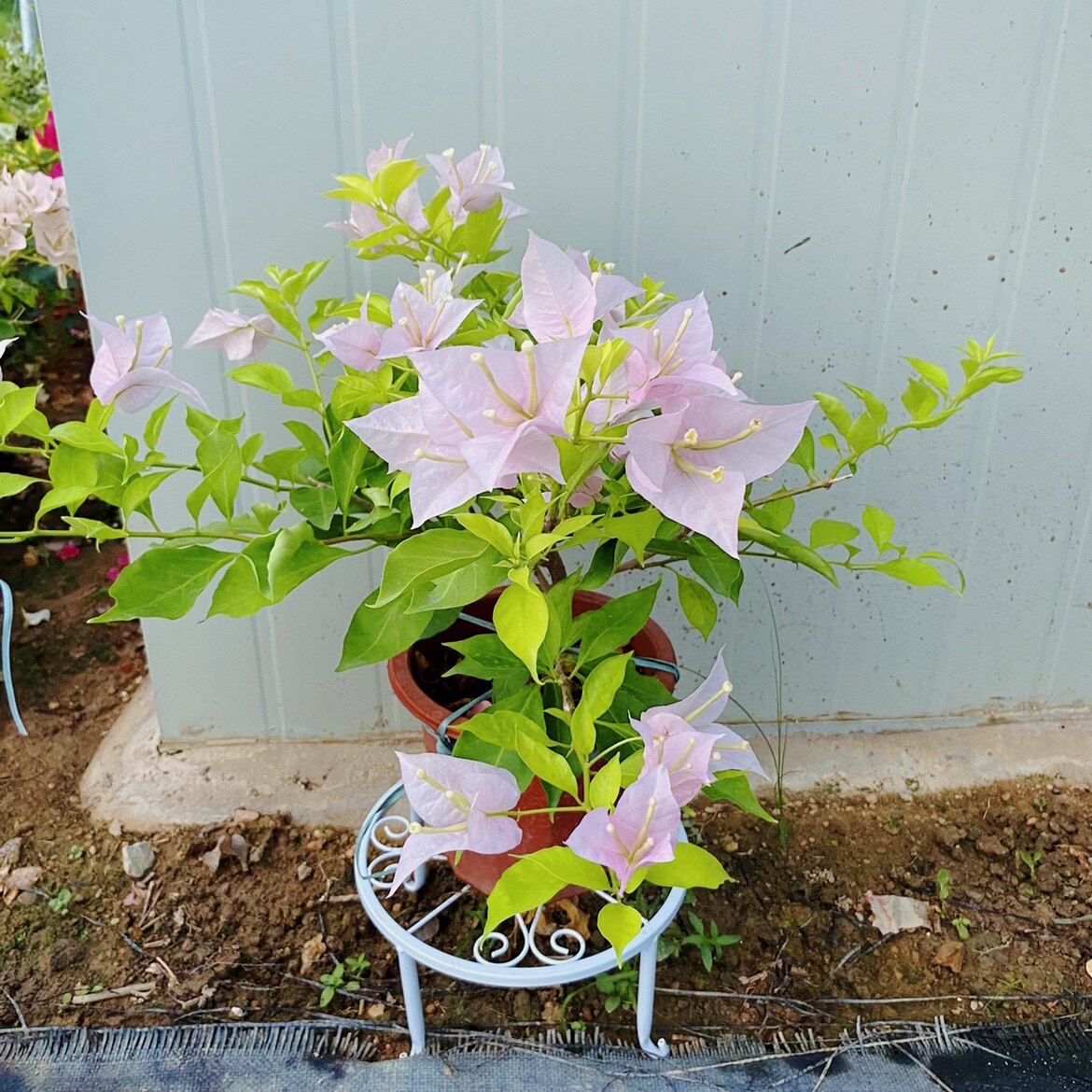 粉天使三角梅盆栽植物室内阳台庭三角梅