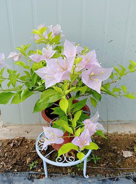 粉天使三角梅盆栽植物室内阳台庭院爬藤老桩四季开花绿植盆景花卉