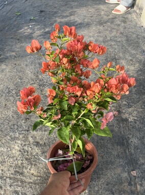 阿奴娜三角梅老桩爬藤飘枝带花发货大苗阳台庭院花卉四季勤开花