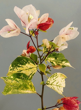 斑红樱勤花三角梅高杆飘枝庭院阳台爬藤绿植花卉盆栽好养四季开花