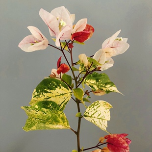 斑红樱勤花三角梅高杆飘枝庭院阳台爬藤绿植花卉盆栽好养四季开花