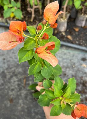 橙日落三角梅袋苗小苗满根系阳台庭院花卉四季勤开花好养福建发
