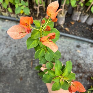 橙日落三角梅袋苗小苗满根系阳台庭院花卉四季勤开花好养福建发