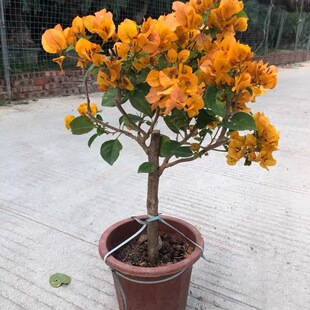黄金三角梅老桩爬藤高飘枝阳台庭院花卉好养四季勤开花带花发货
