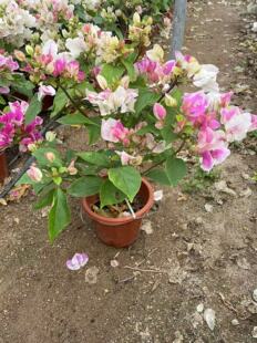 漳红樱大盆三角梅老桩爬藤高飘枝阳台庭院花卉四季勤开花带花发货