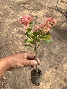 卡亚塔三角梅袋苗小苗满根系阳台庭院花卉四季勤开花好养福建发