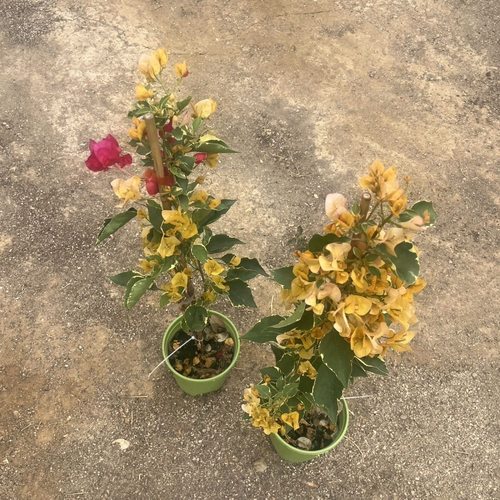 三色黄马斯三角梅老桩爬藤高飘枝阳台庭院花卉好养四季勤开花带花