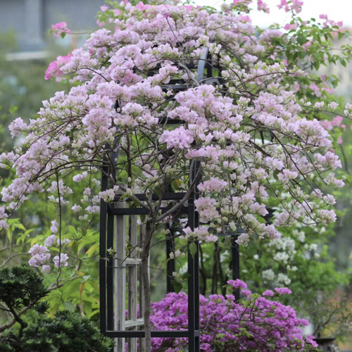 苹果花三角梅飘枝期勤花庭院阳台爬藤绿植花卉盆栽好养四季开花