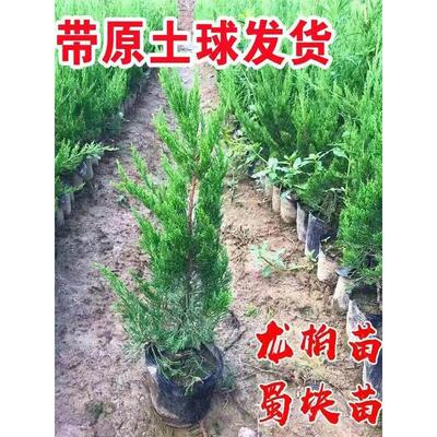 龙柏苗龙柏树苗小龙柏球蜀桧塔柏侧柏蜀块地柏宝塔松树苗四季长青